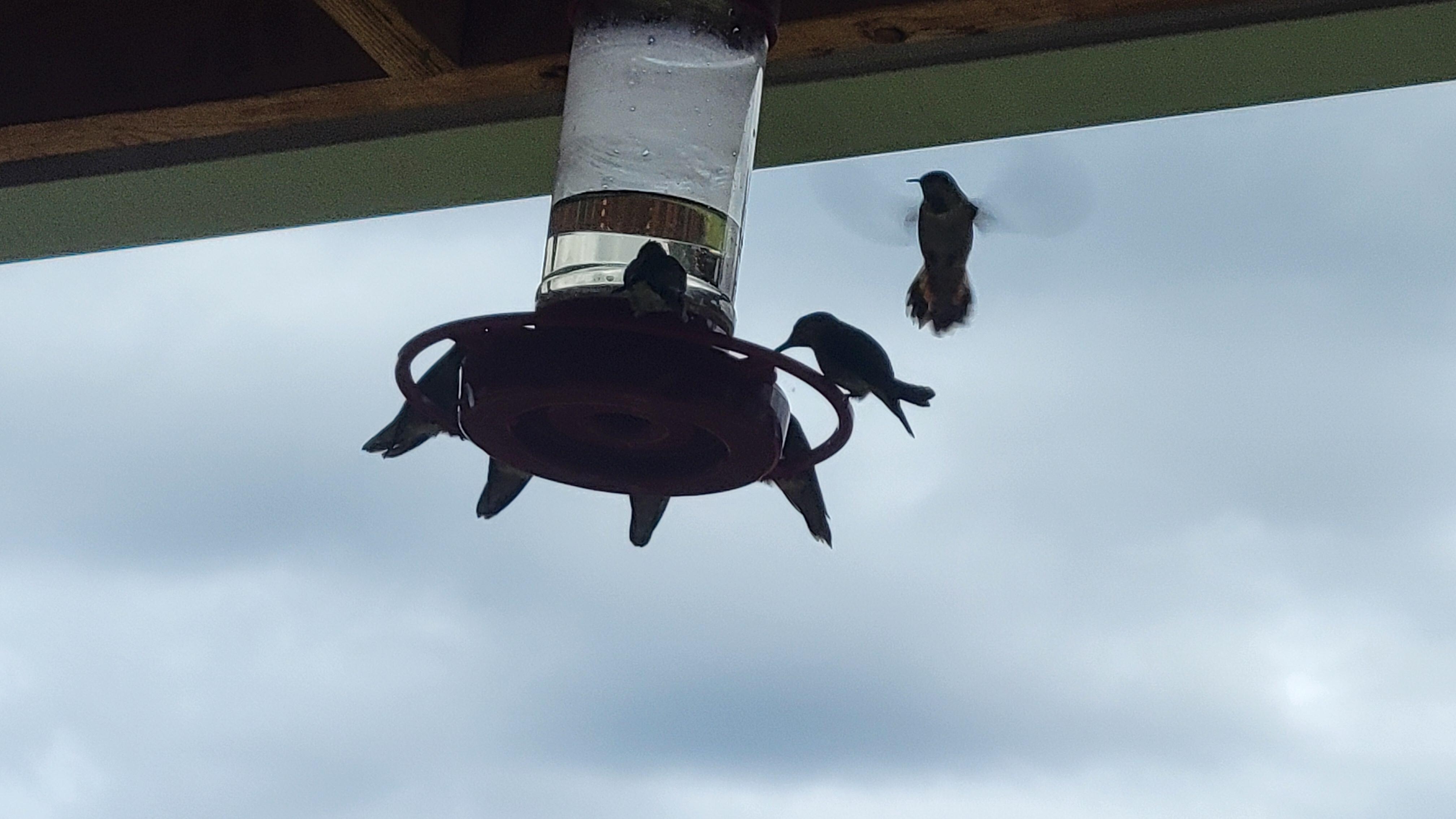 Swarm of hummingbirds 