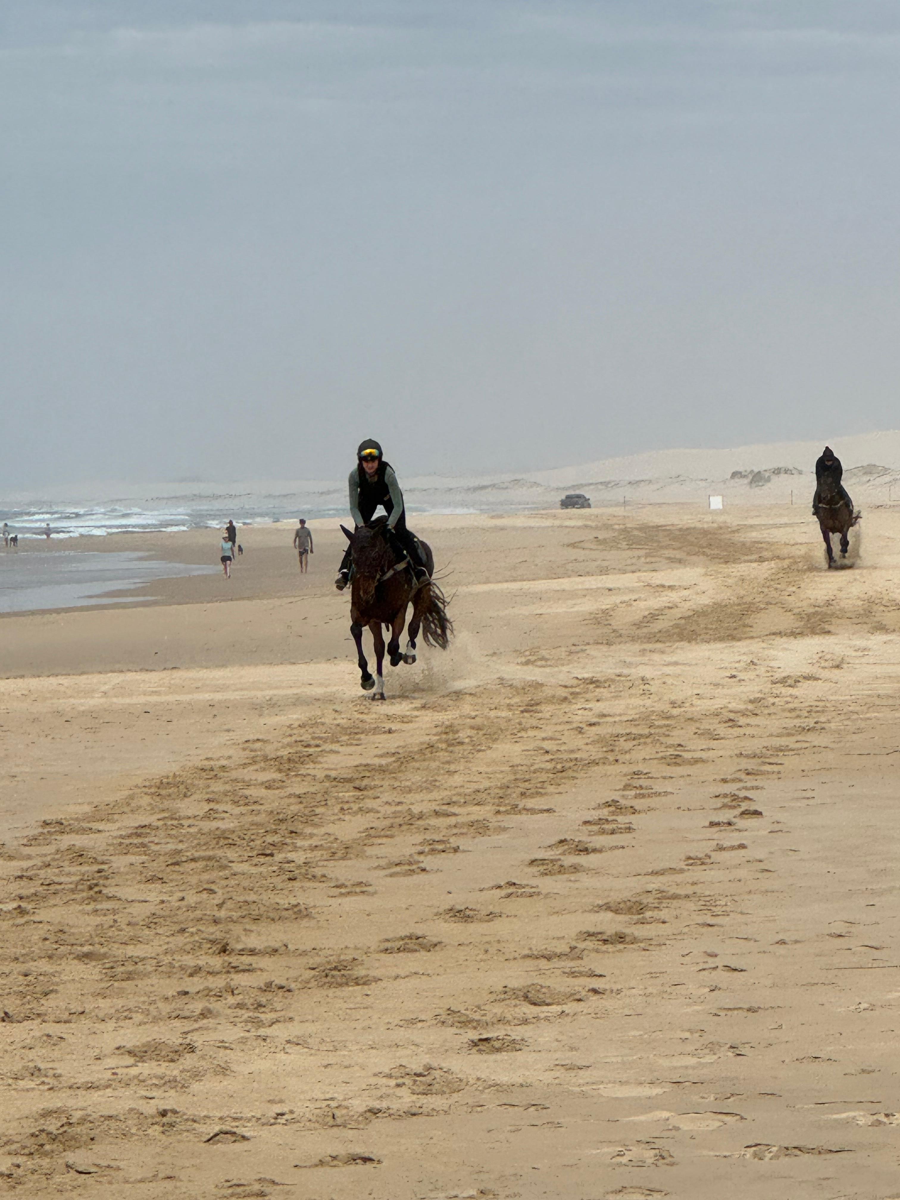 See the racehorses being trained along the Birubi beach each morning. 
