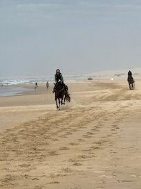 See the racehorses being trained along the Birubi beach each morning.