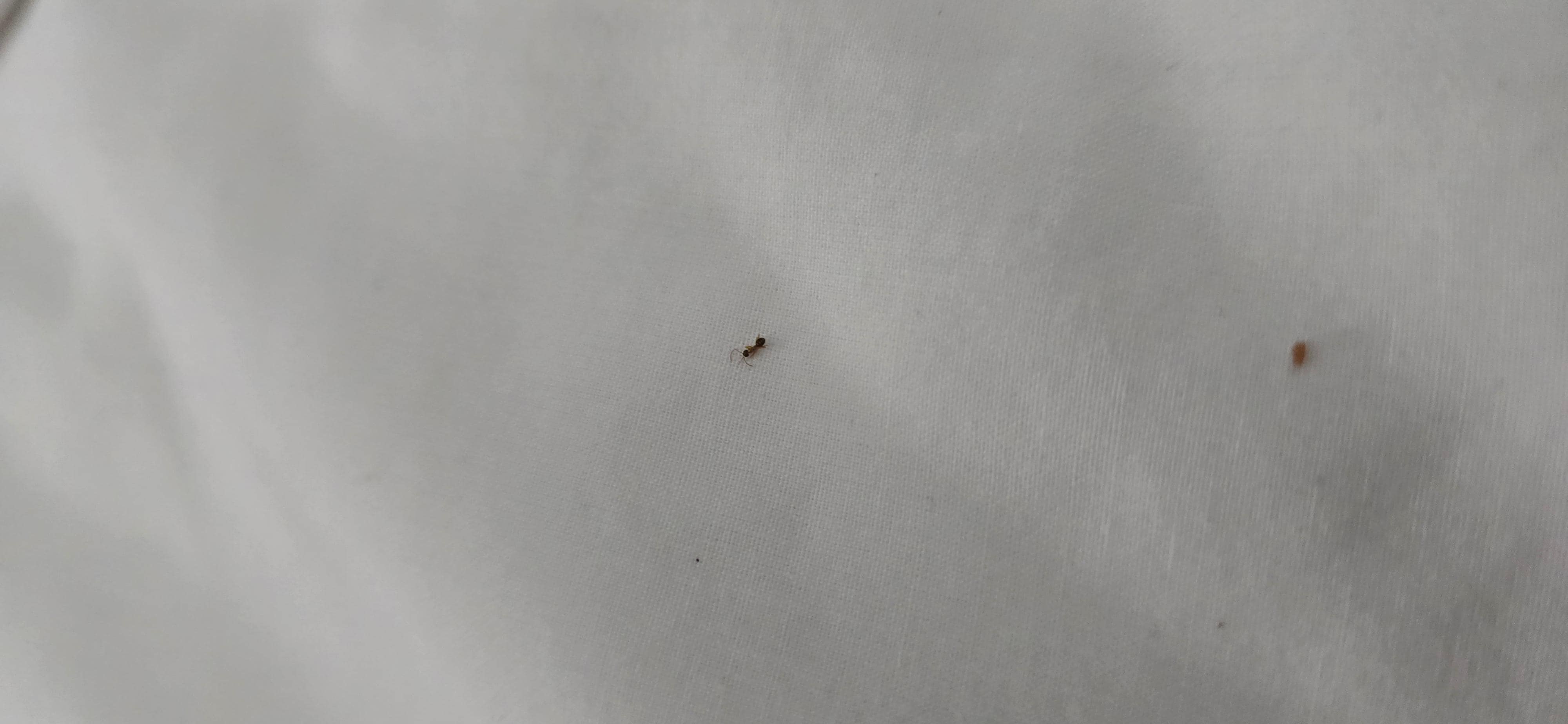Bugs problem!!