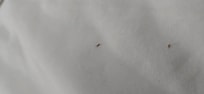 Bugs problem!!