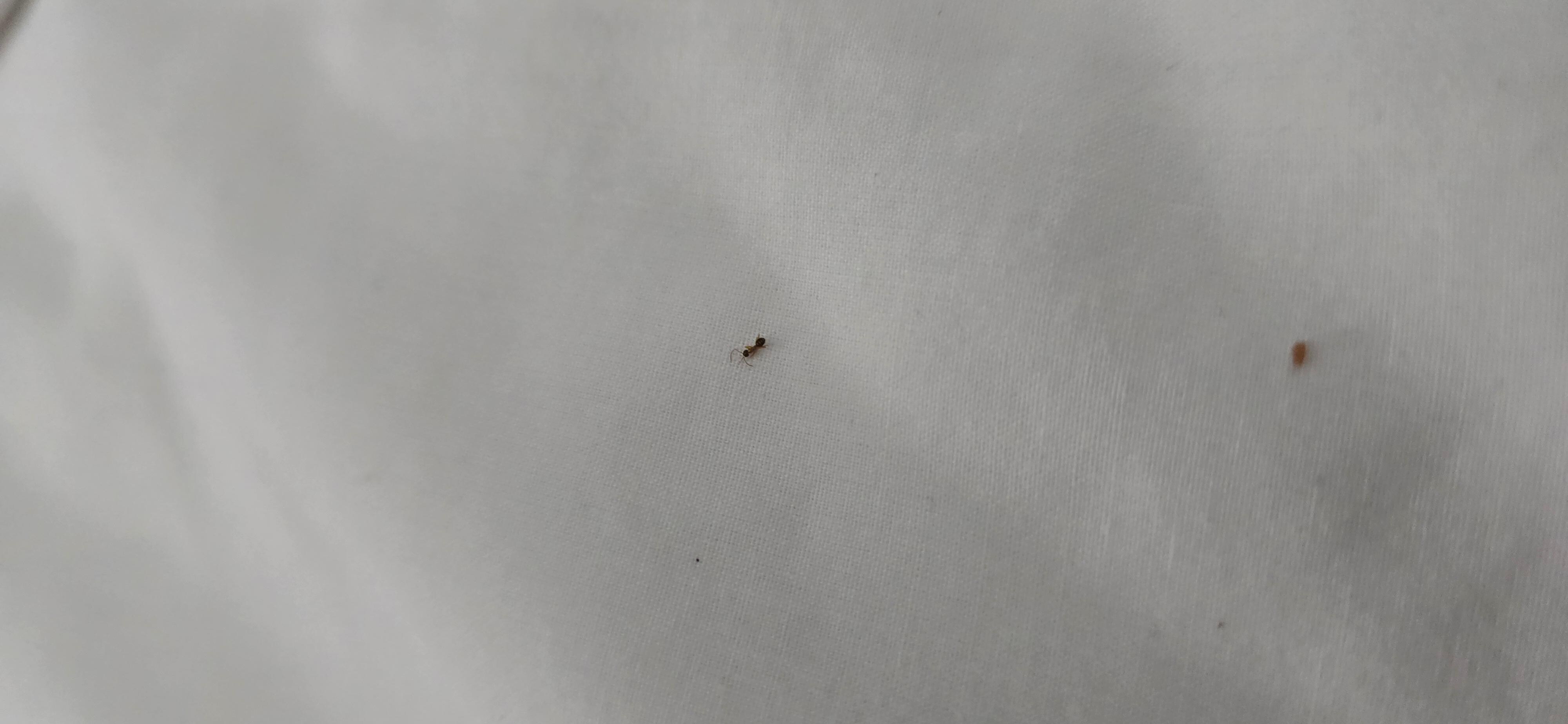 Bugs problem!!