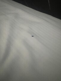 Bedbugs