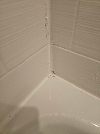 Bathroom mold