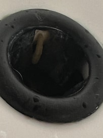 Maggot in sink