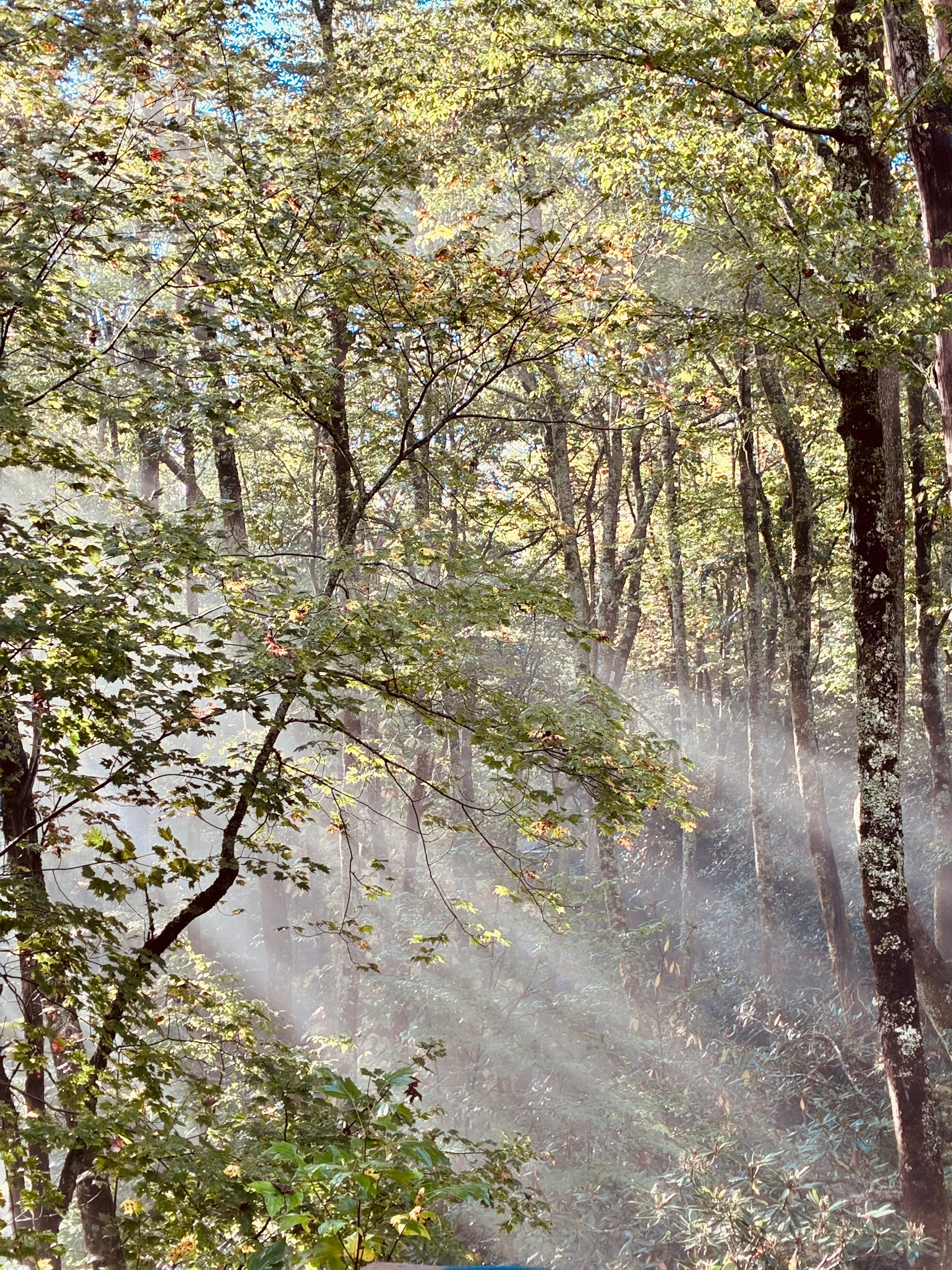 Morning coffee view off deck