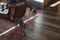 Dogs enjoying the cabin