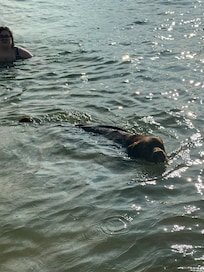 First time swimming in the bay