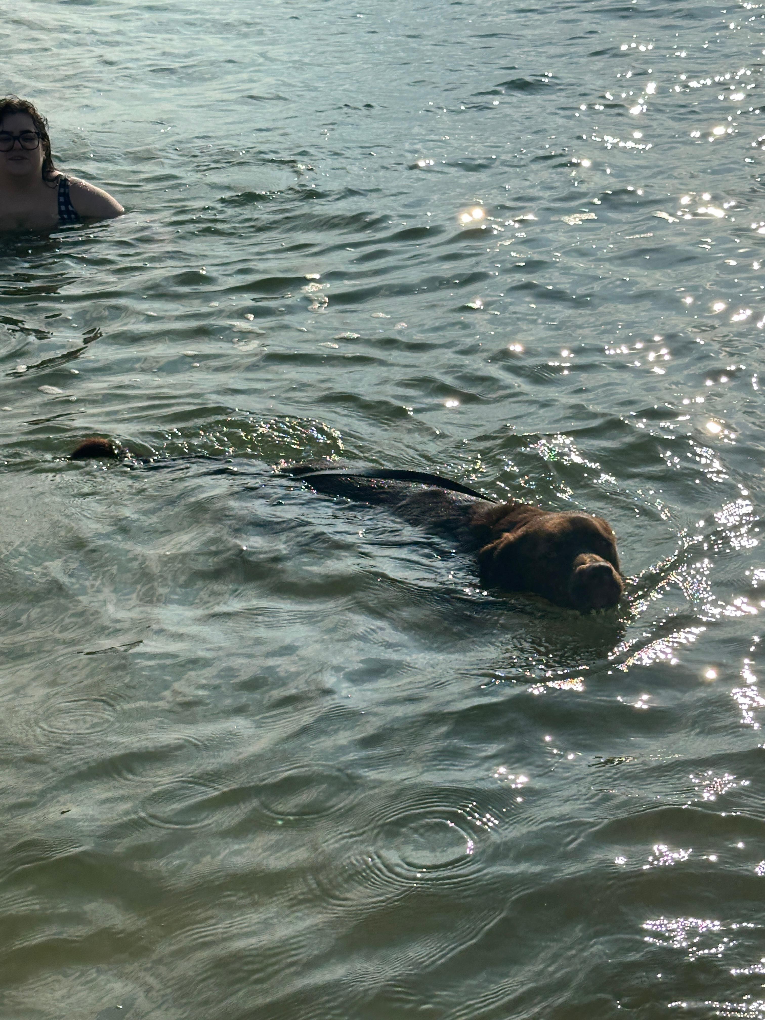 First time swimming in the bay