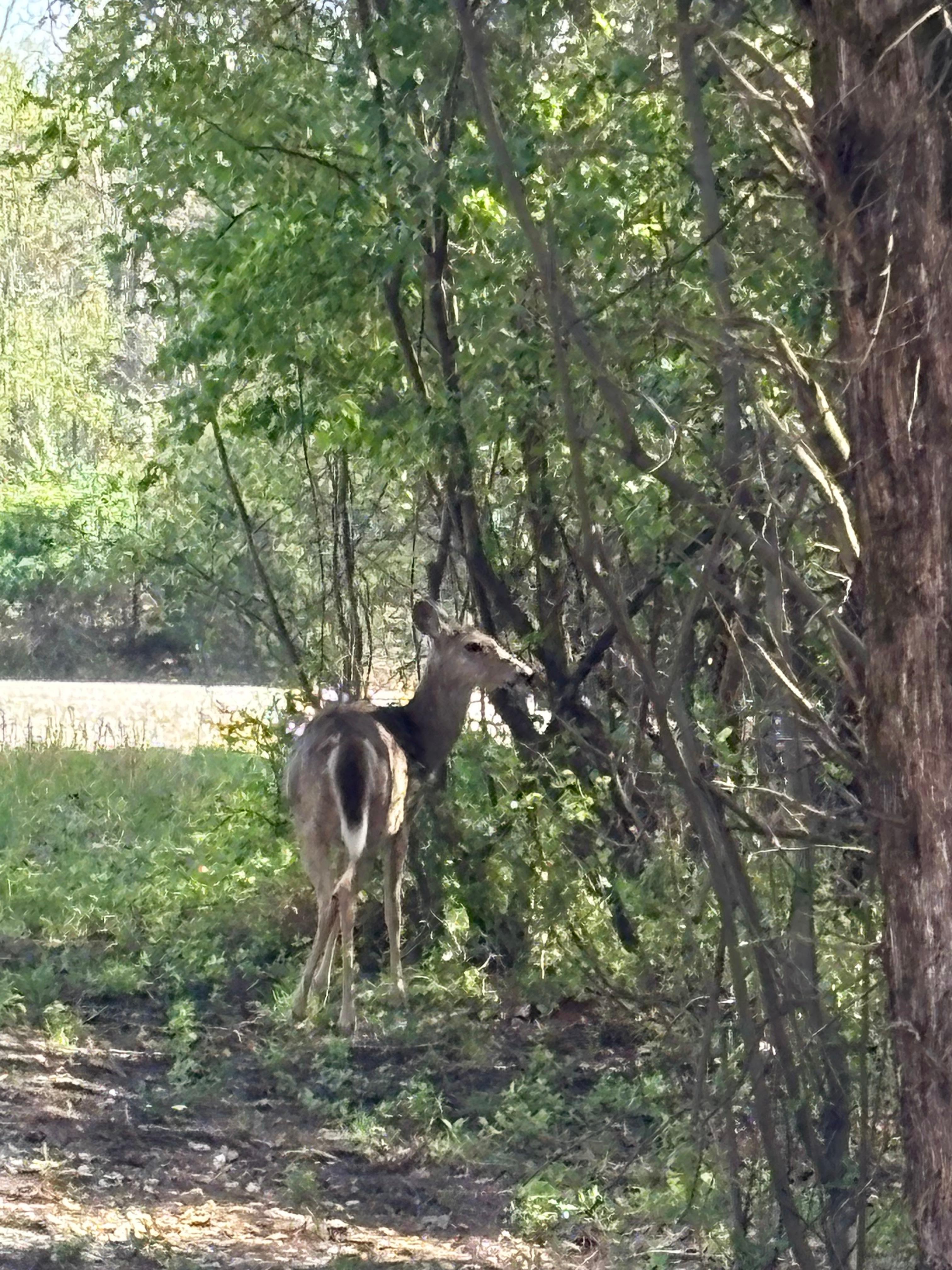 Deer in the driveway