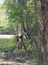 Deer in the driveway