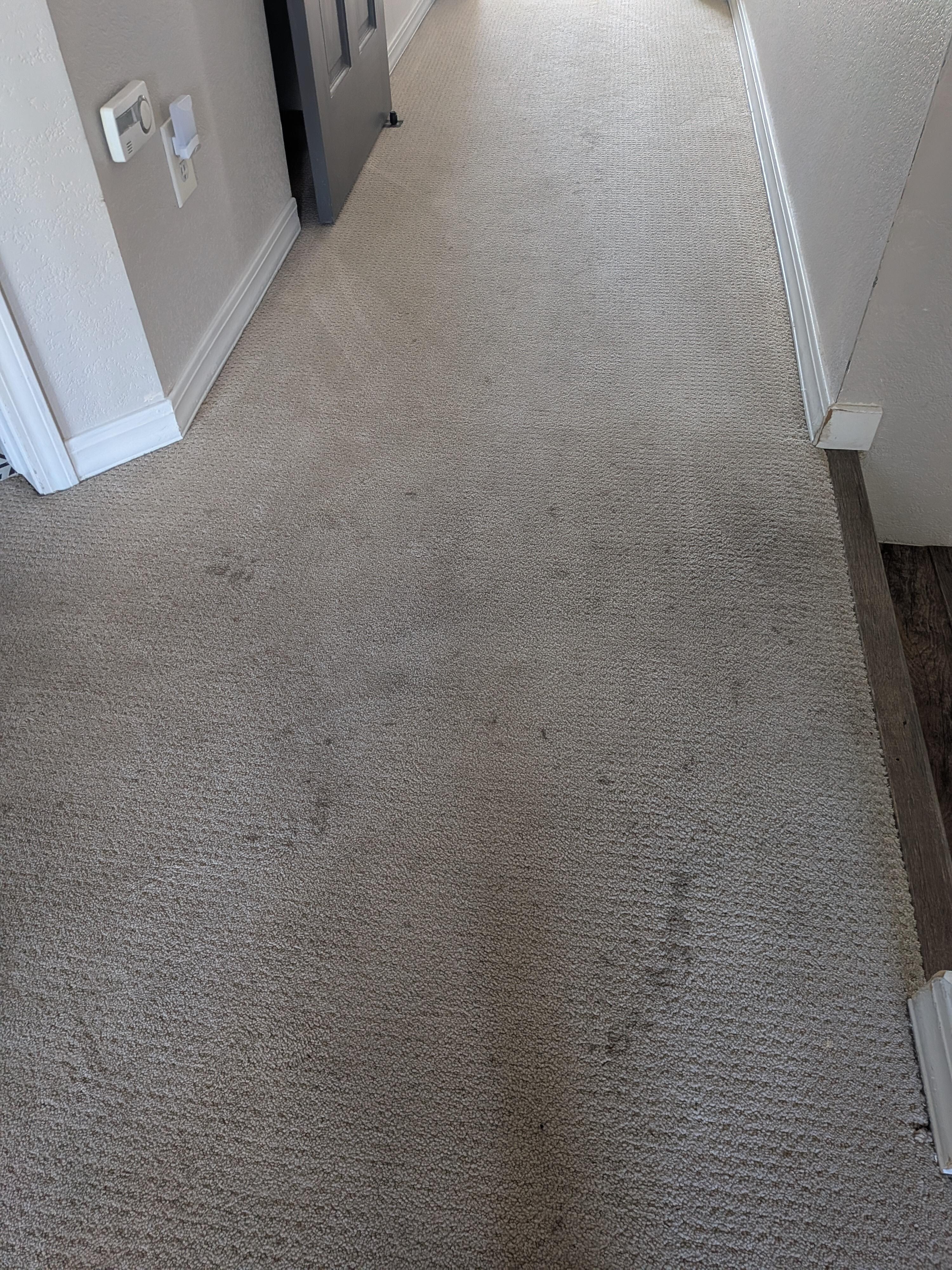 Filthy carpet in hallway