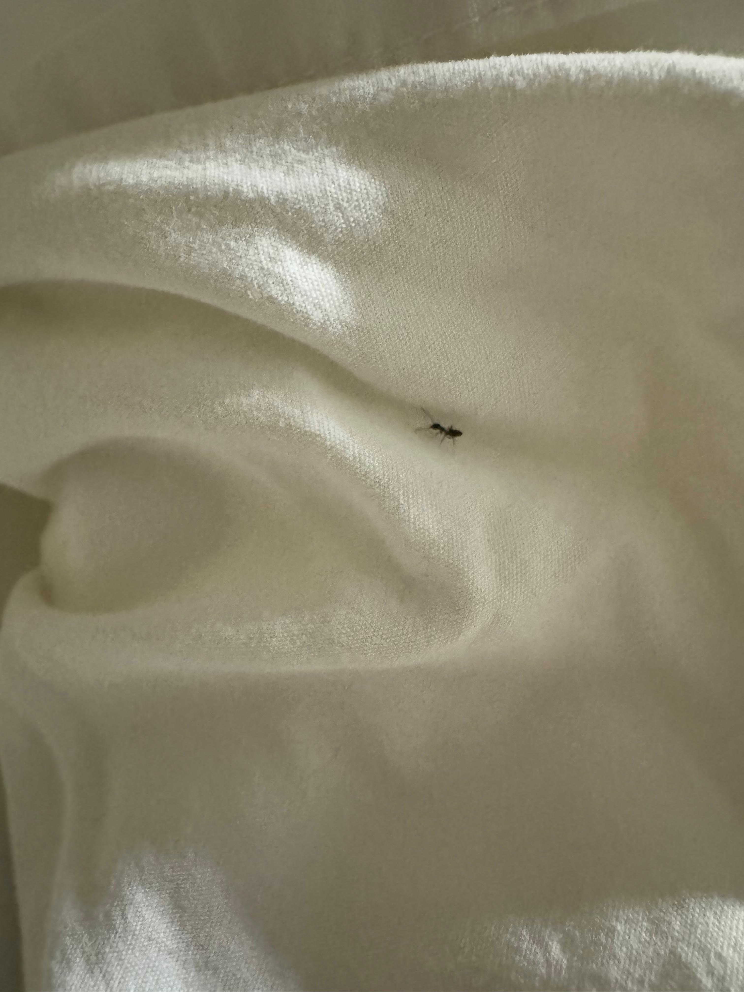 Ant in the bed in the morning.