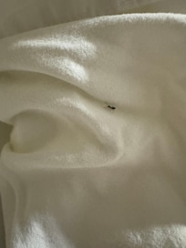 Ant in the bed in the morning.