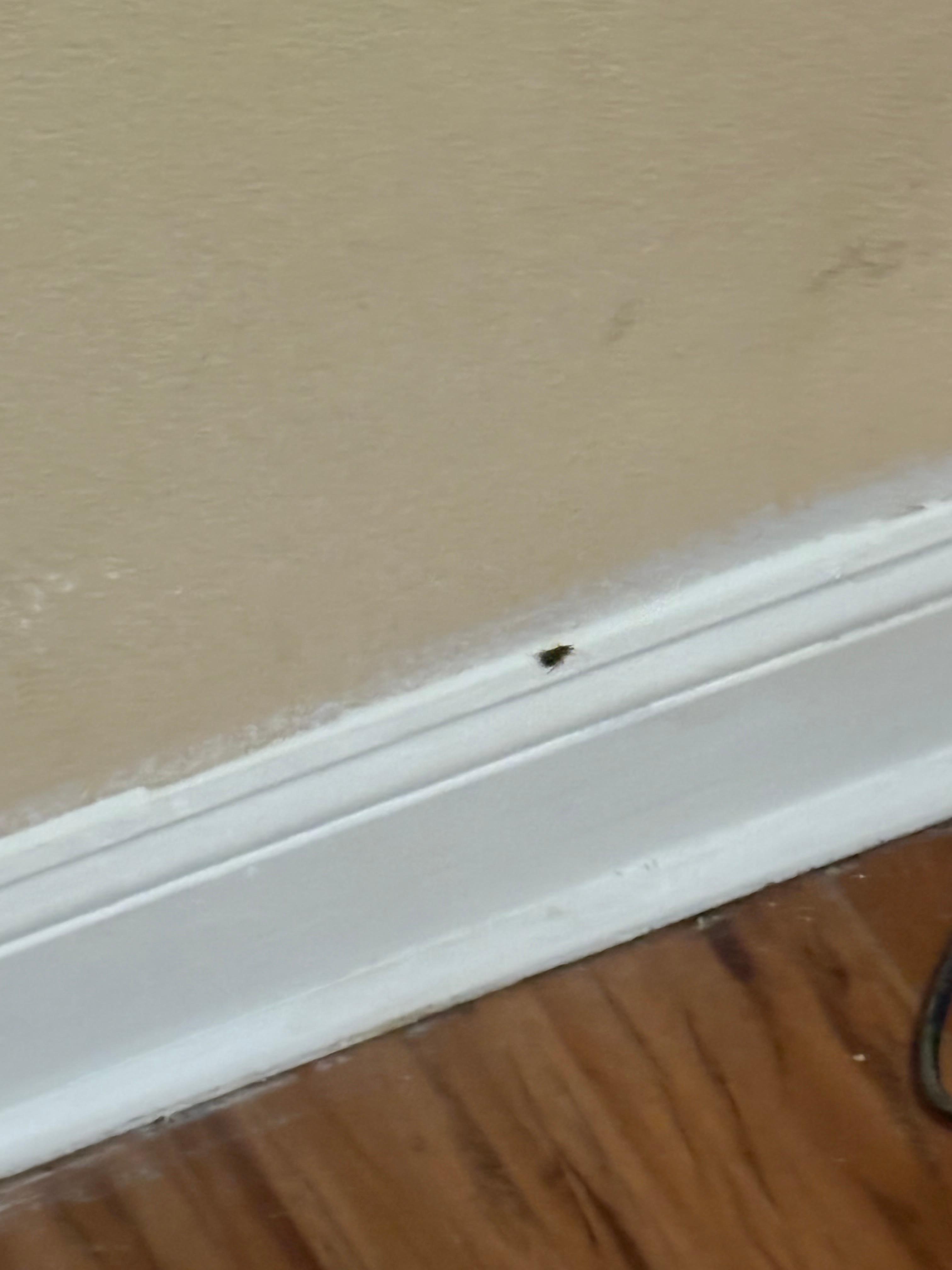 Roaches