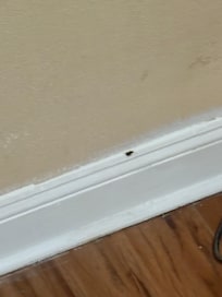 Roaches
