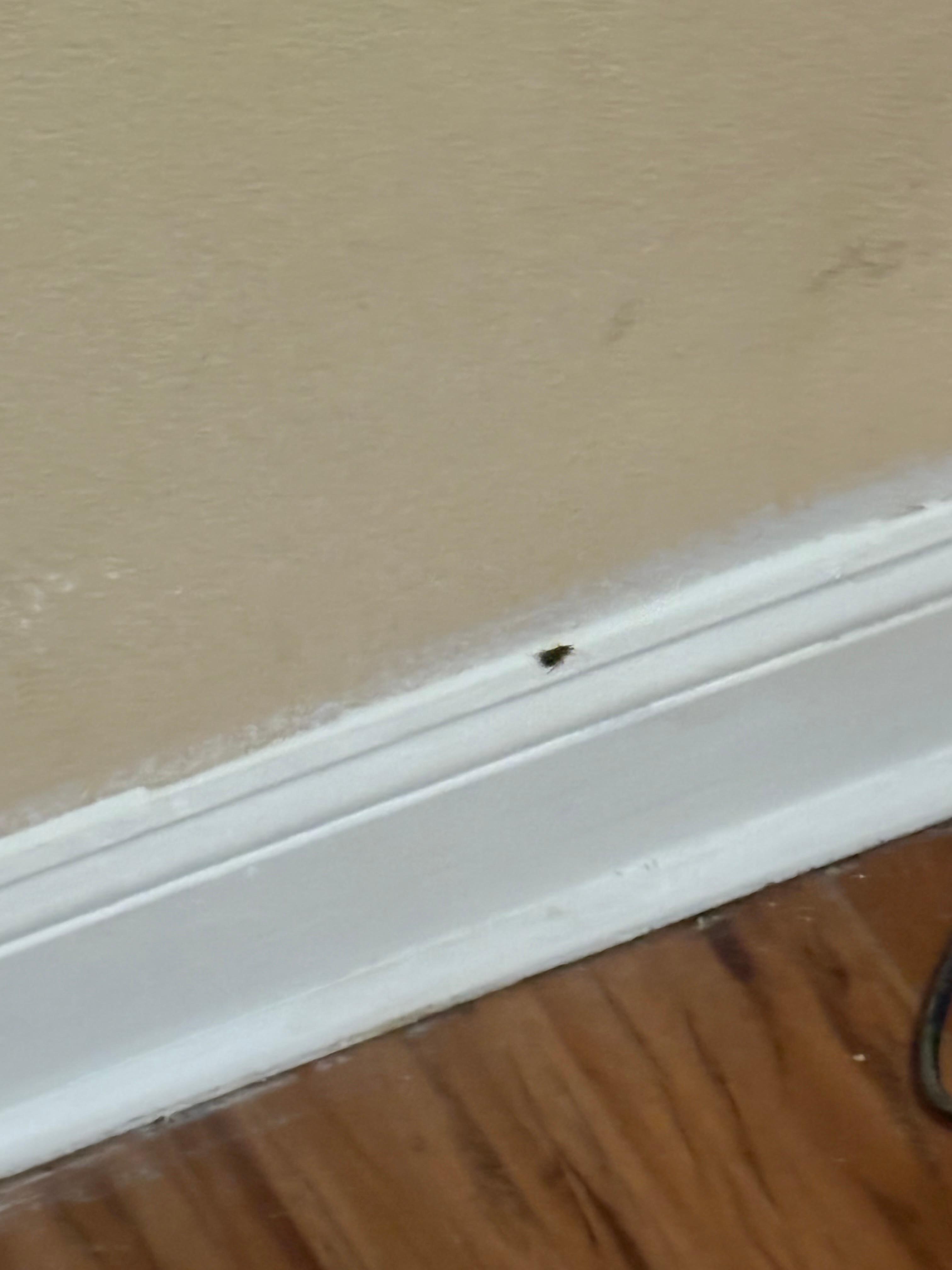 Roaches