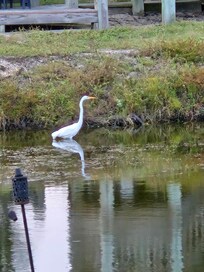 Wildlife in the canal. We could see them from the back deck.