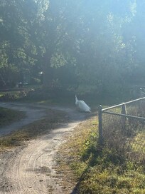 This is only one of at least two leucistic/piebald peacocks we saw!