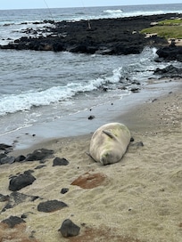 Seal sunbathing near green sand beach