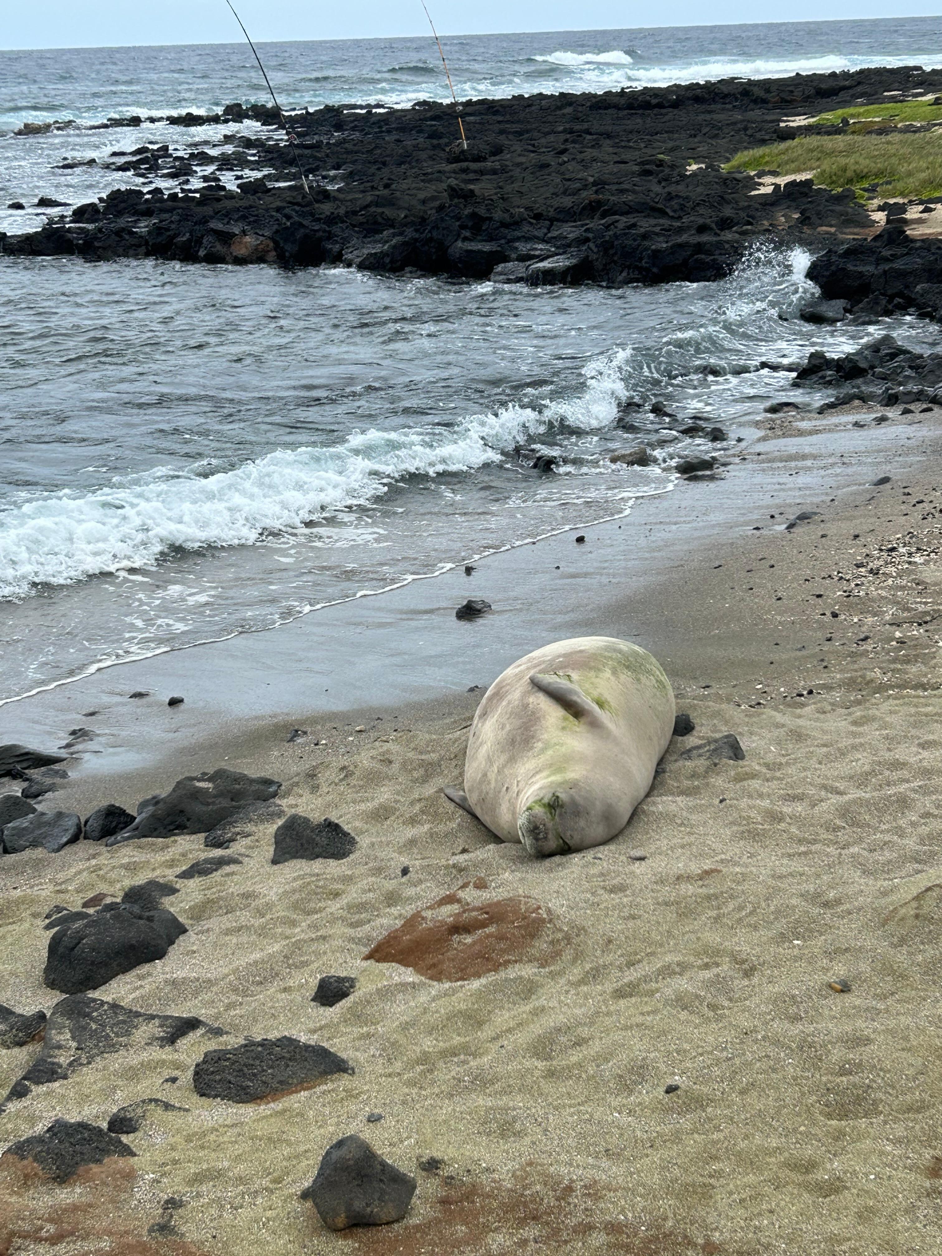 Seal sunbathing near green sand beach