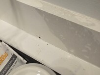 Bugs and Hair (1 of 2)