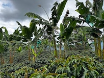 Some of the farm.