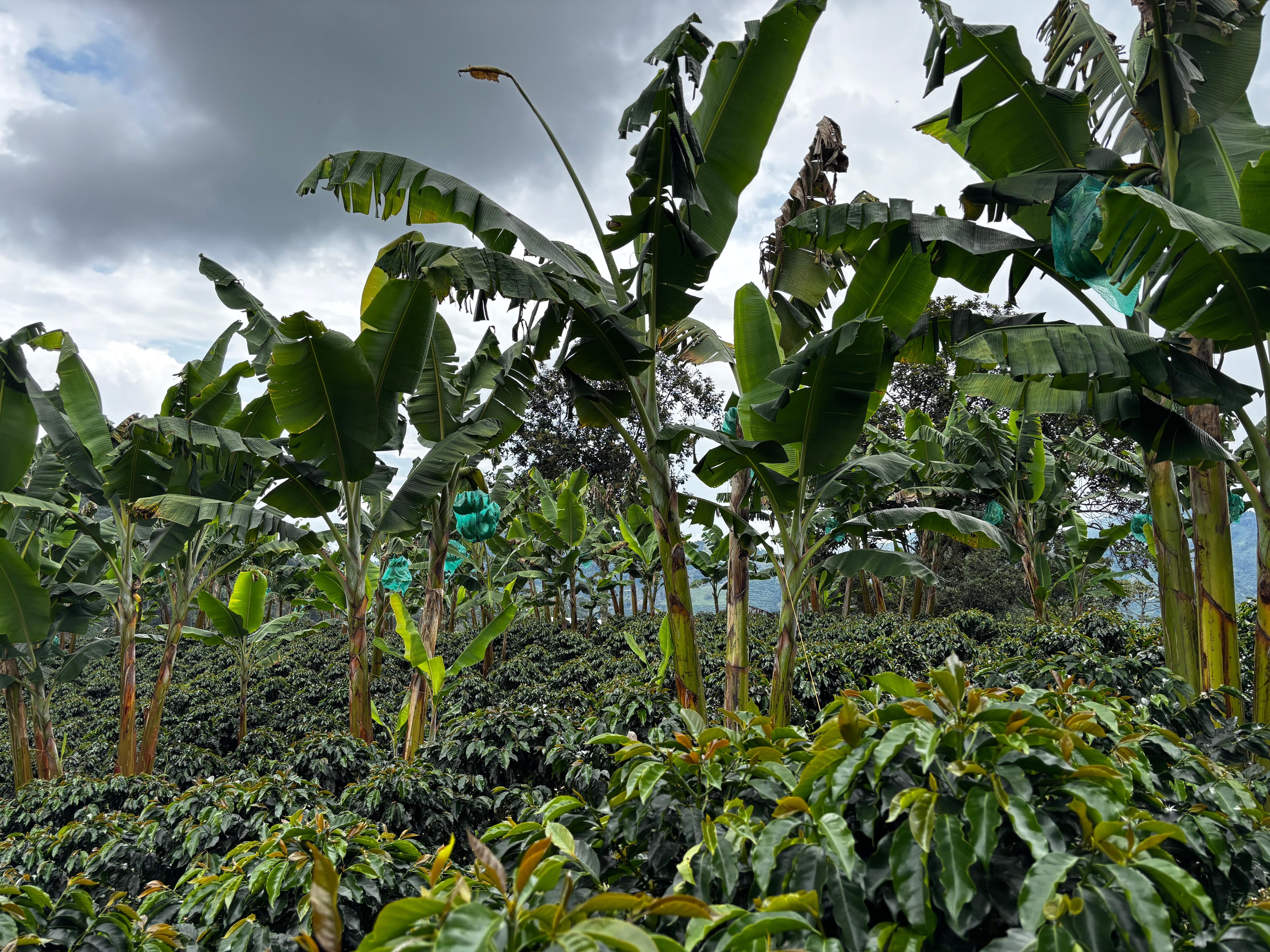 Some of the farm.