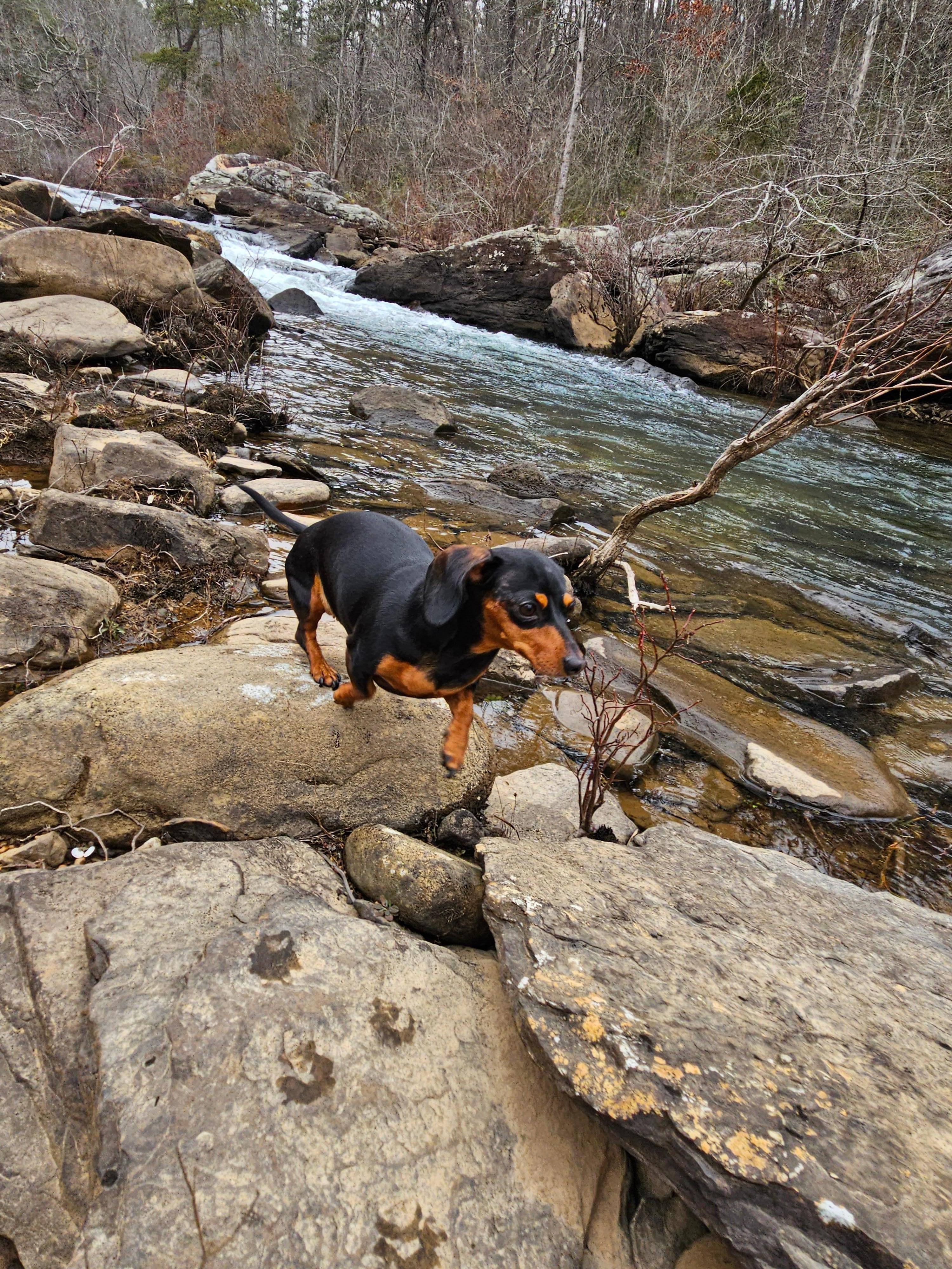 Our girl Daisy enjoyed the creek! 