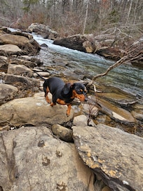 Our girl Daisy enjoyed the creek!