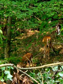 Just off the deck, momma and baby.