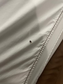 I was able to upload the photo of the bed bug that was in our bed! So gross!