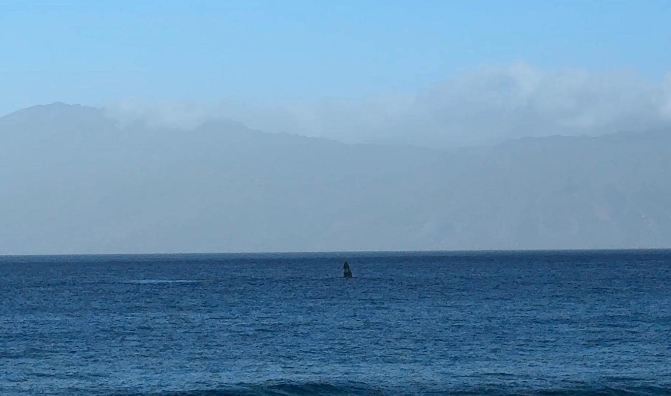Breaching whale taken from the lanai