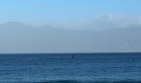 Breaching whale taken from the lanai