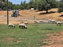 Watching the sheep dur