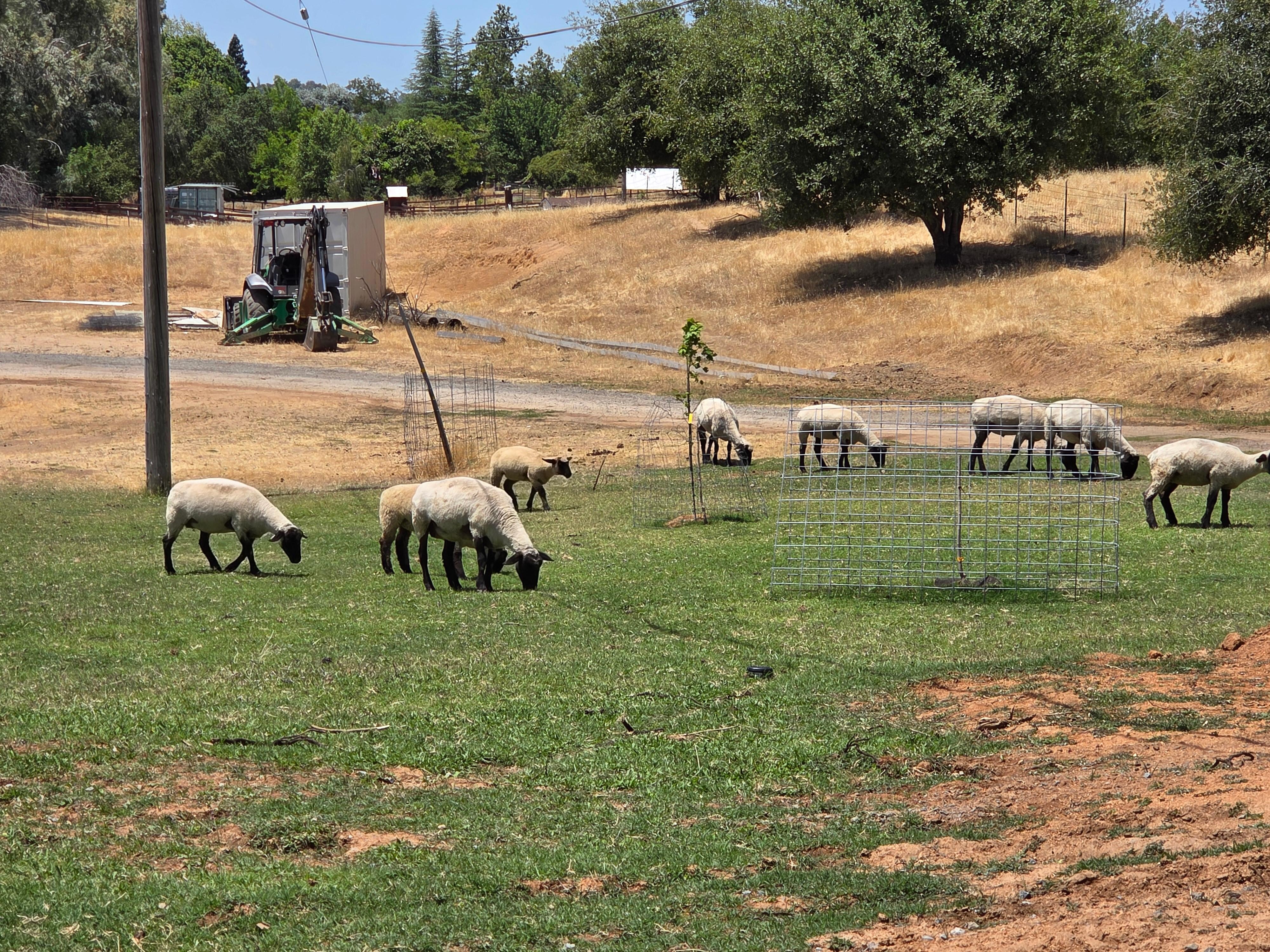 Watching the sheep dur