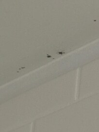 Black mold above shower. It’s pretty visible so idk how the staff missed it