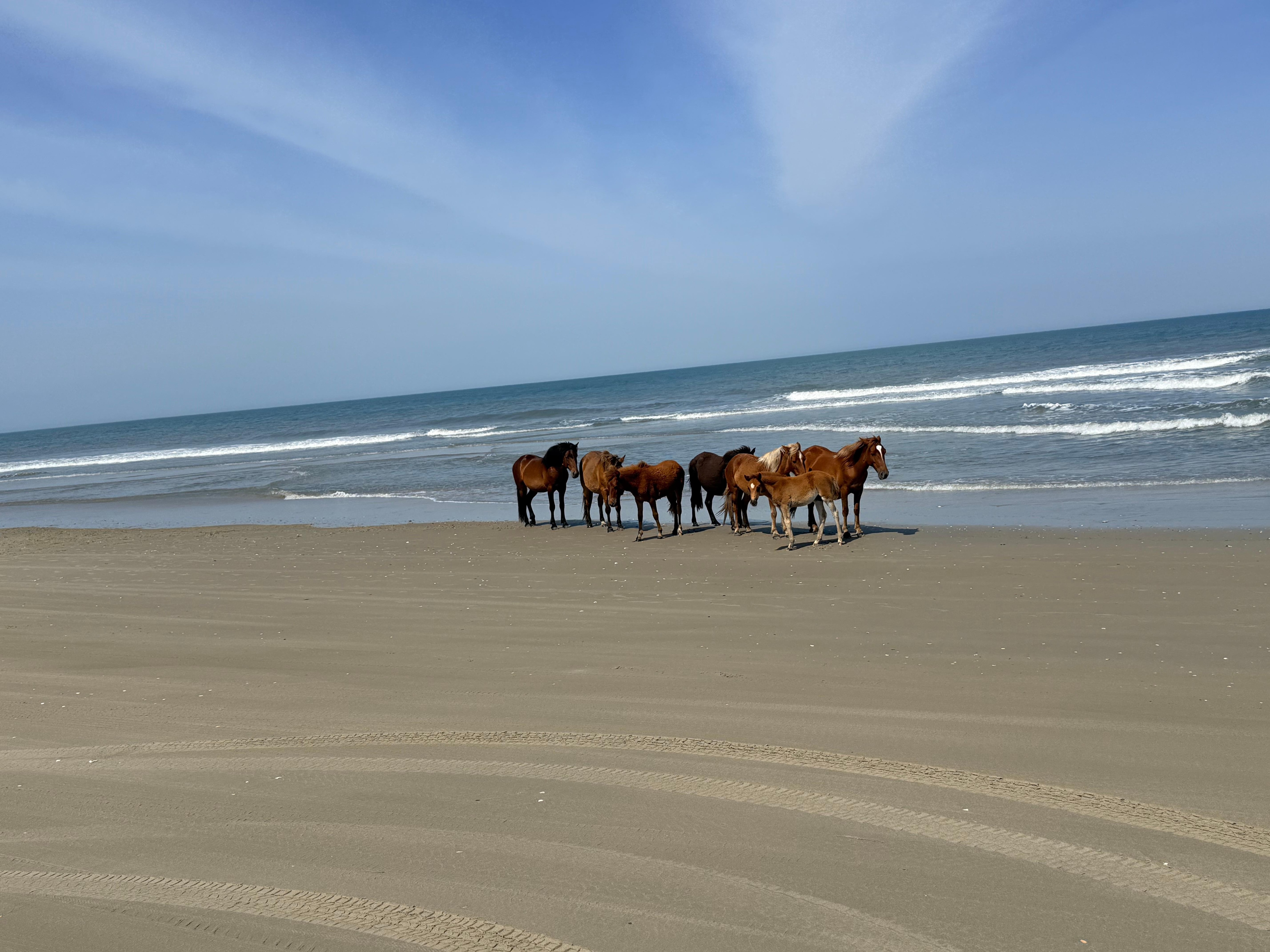 Wild Horses on Beach