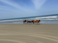 Wild Horses on Beach