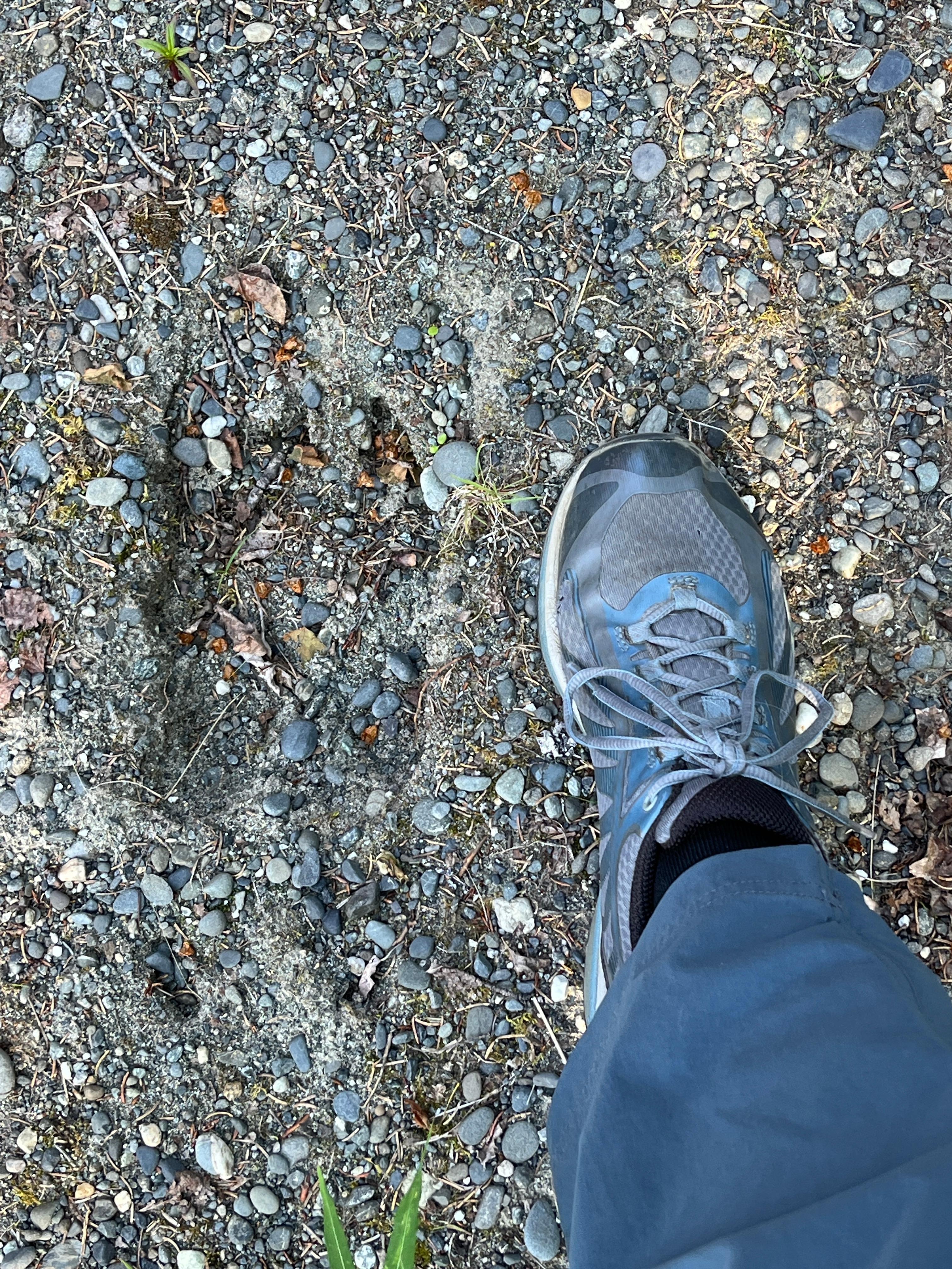 Moose tracks right next to the cabin in the driveway - my foot included for scale! 😳