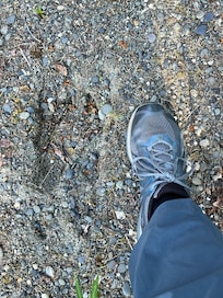 Moose tracks right next to the cabin in the driveway - my foot included for scale! 😳