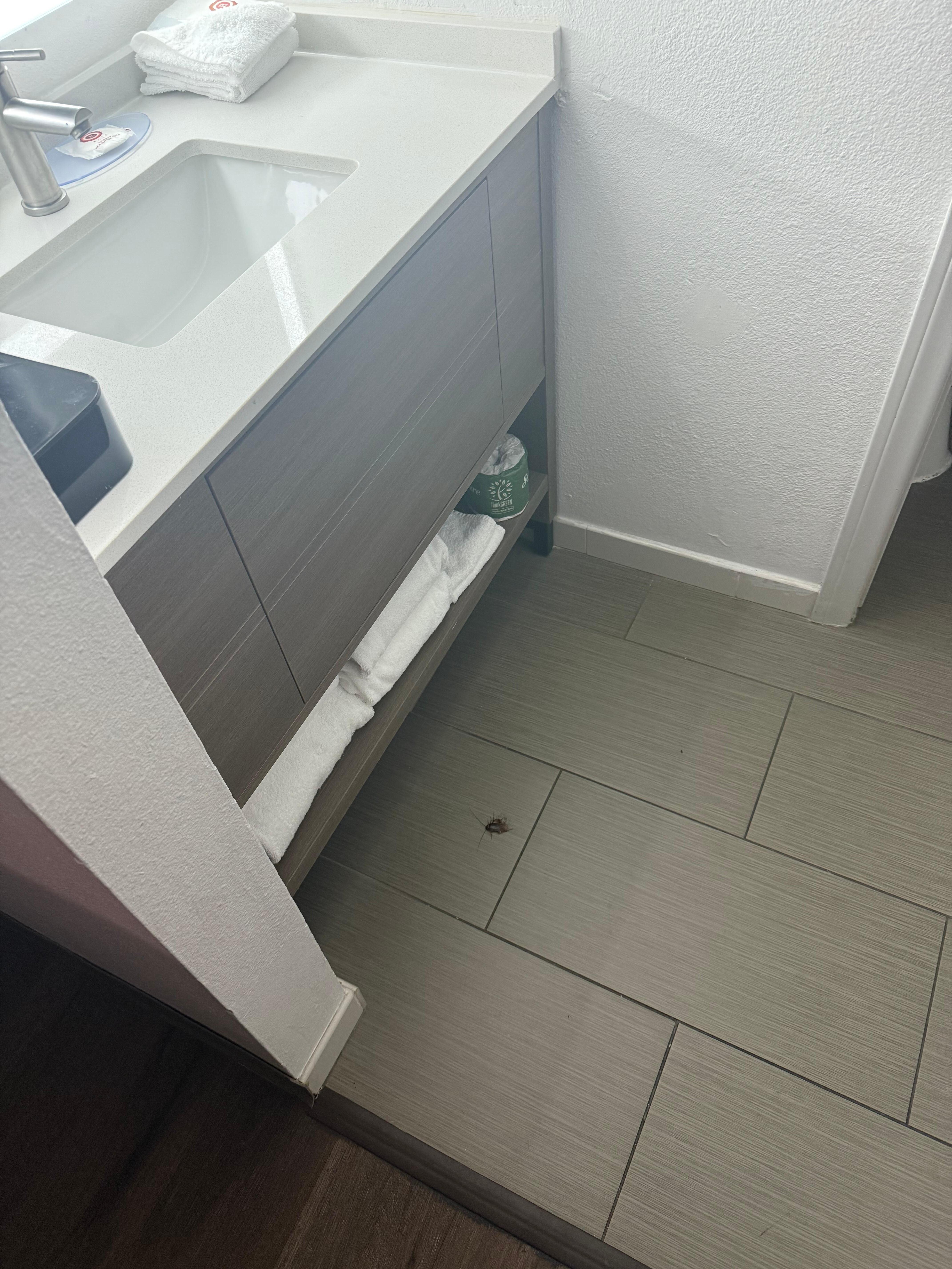 the cockroach in the bathroom