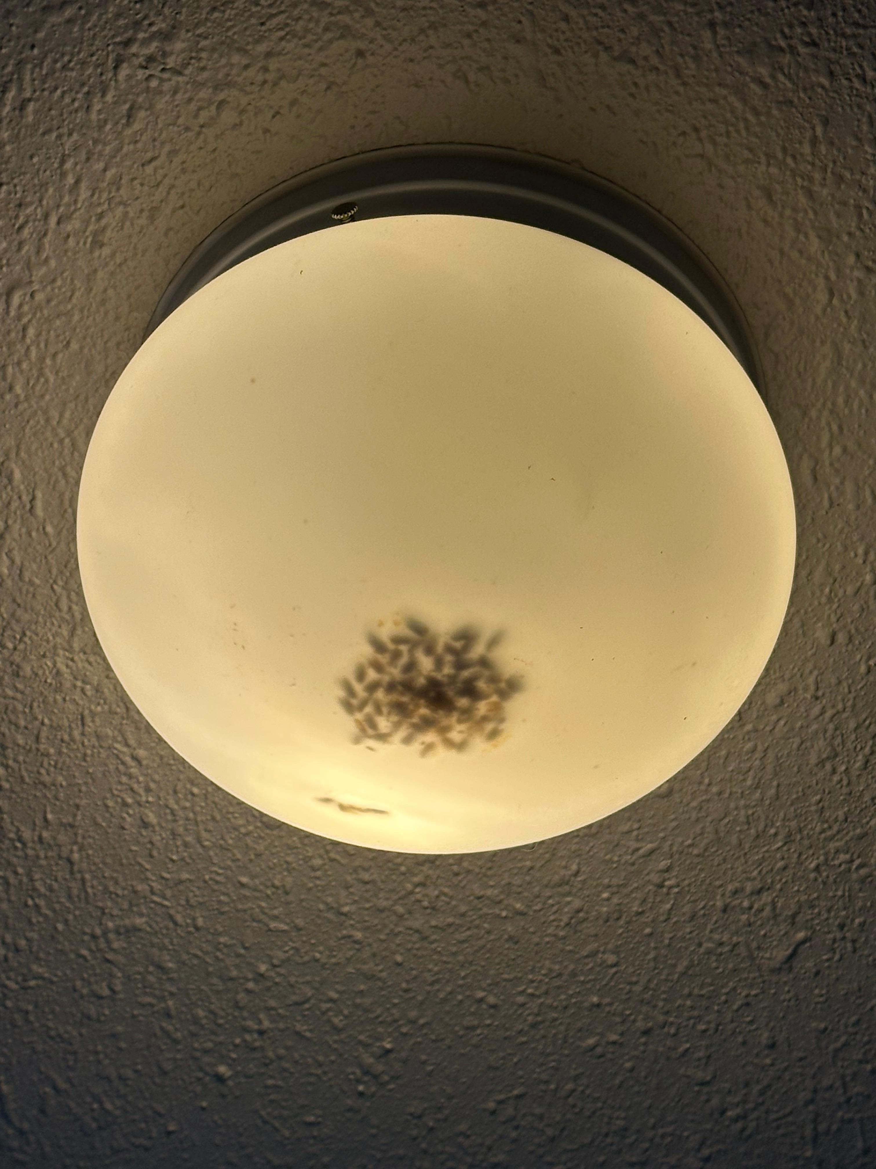 Bugs in the overhead lights