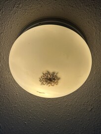 Bugs in the overhead lights