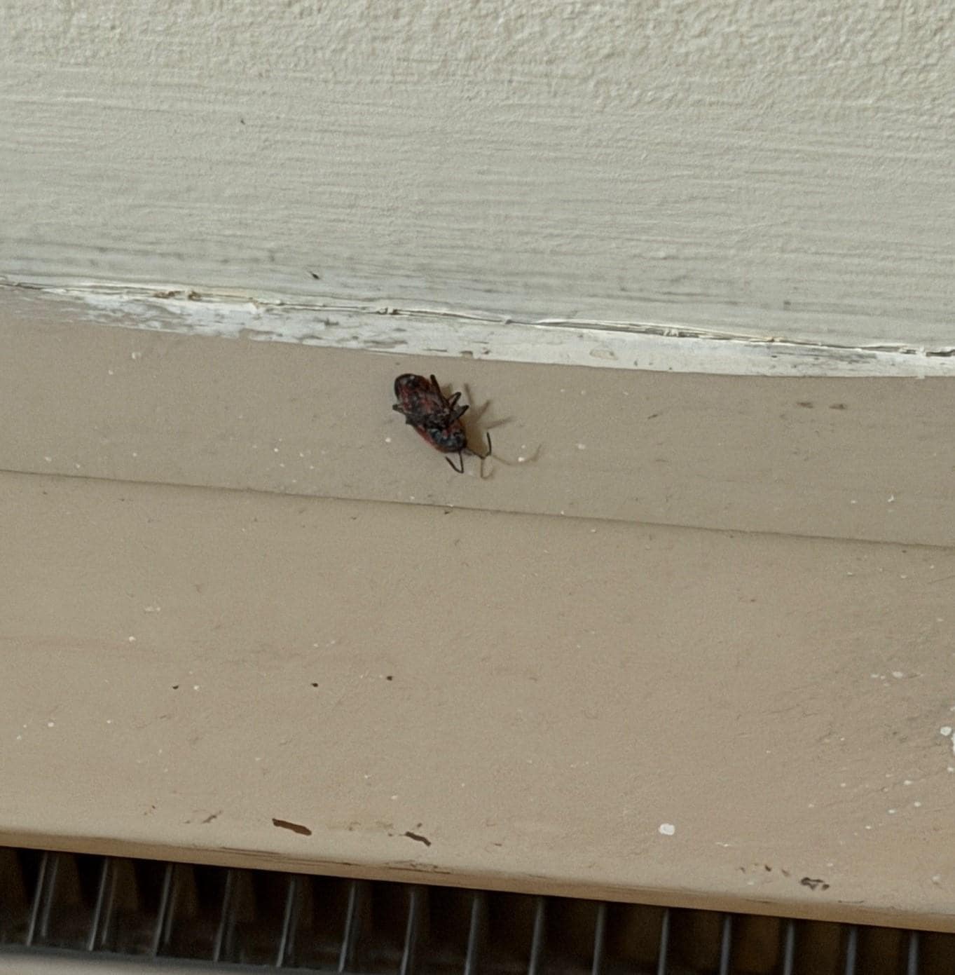 A roach on top of the baseboard heater in between the dining room and living room. 
There were other bug encounters but I didn't have a camera handy. 