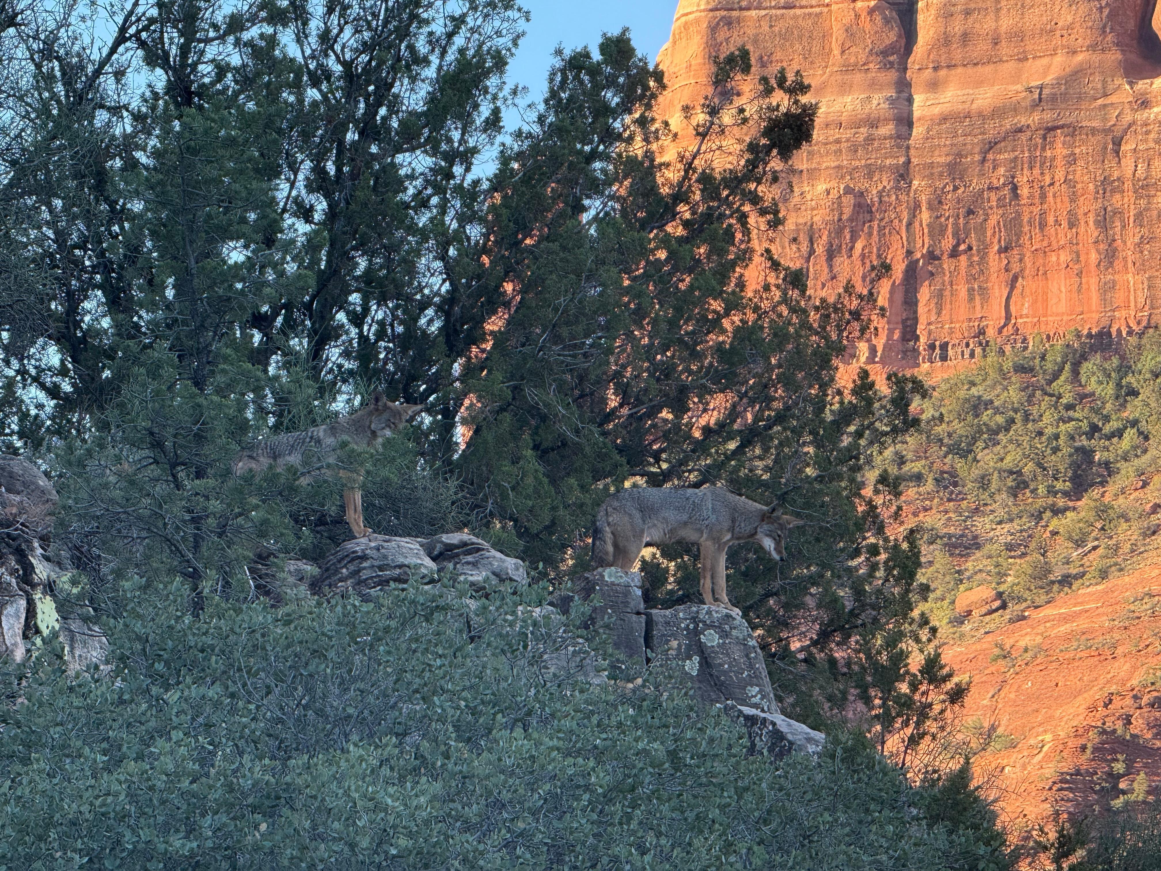 Coyotes in the morning 