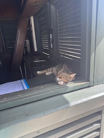 Sleepy cat