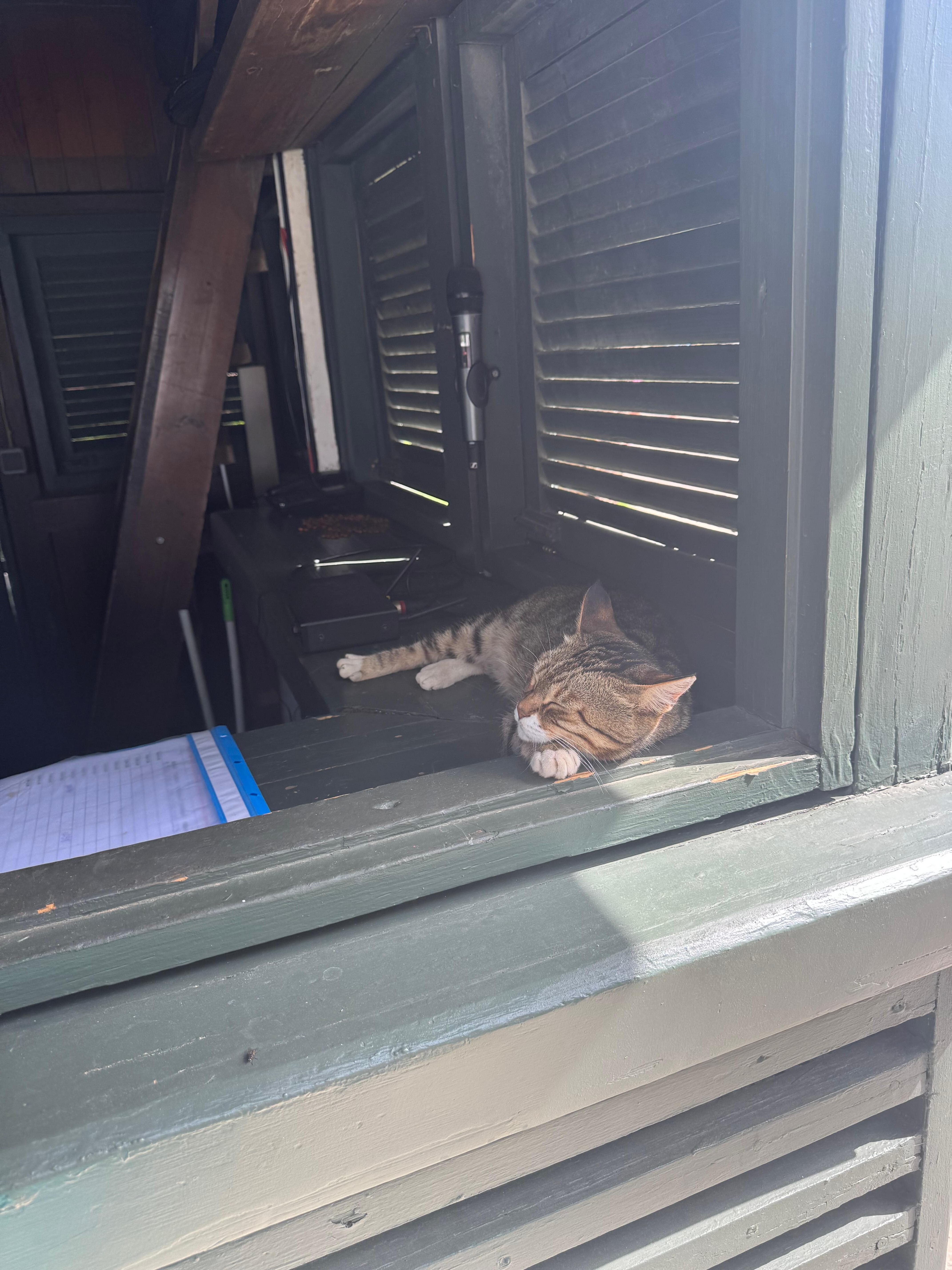 Sleepy cat 