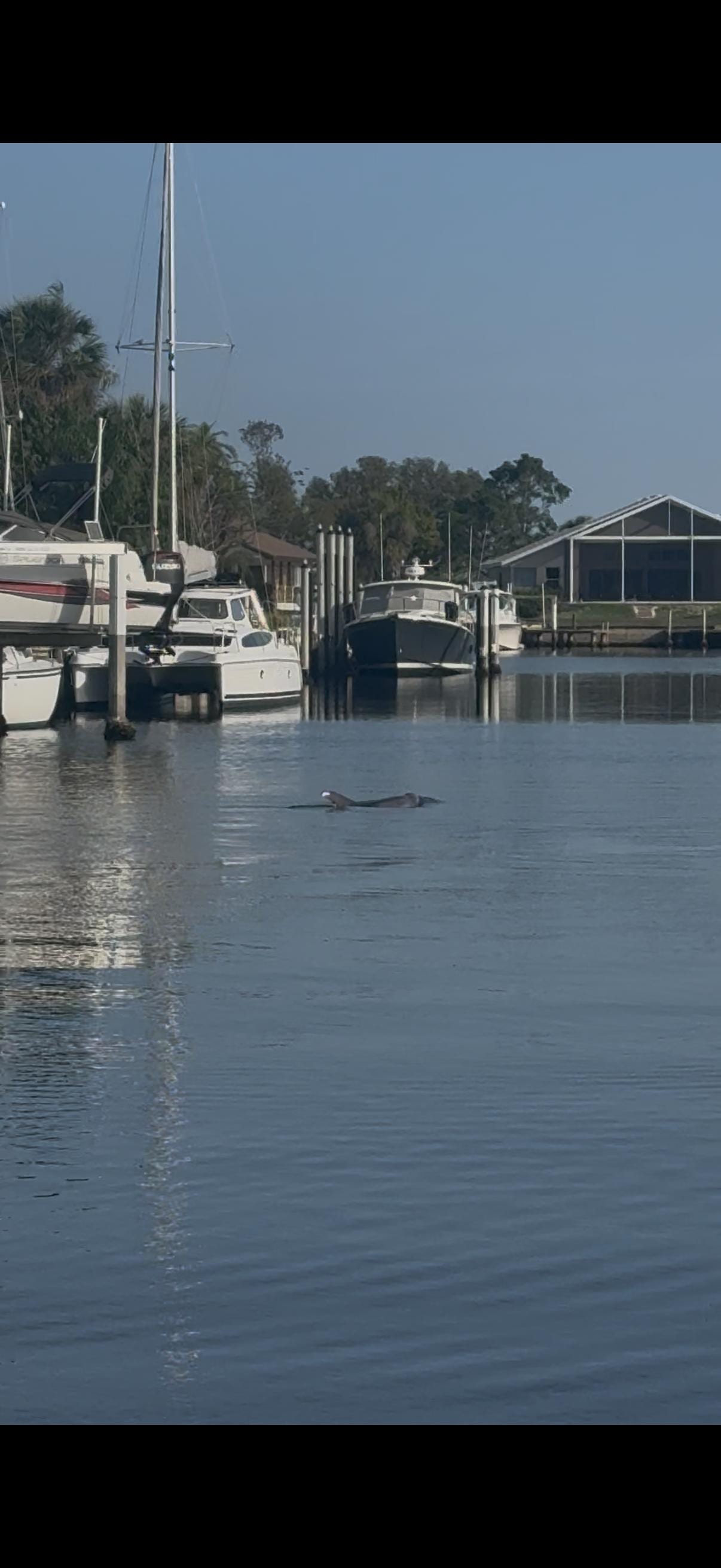Dolphins in the canal off the dock