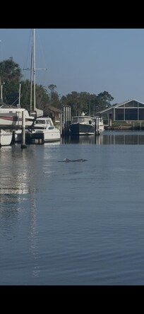 Dolphins in the canal off the dock